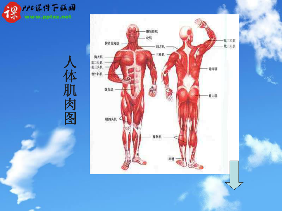 人教版人体与运动课件.ppt_第3页