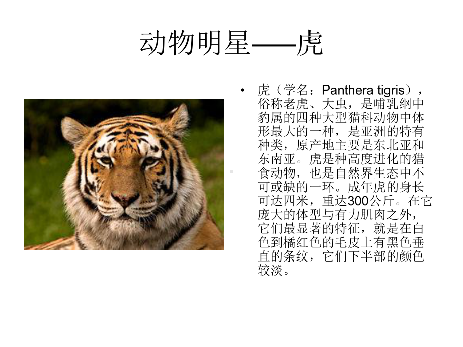 动物明星教案课件.ppt_第2页