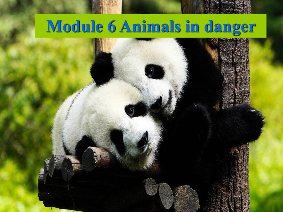 初中英语八年级上册Module-6-Unit-2-The-WWF-is-working-hard-to-save-them-all课件.ppt_第1页