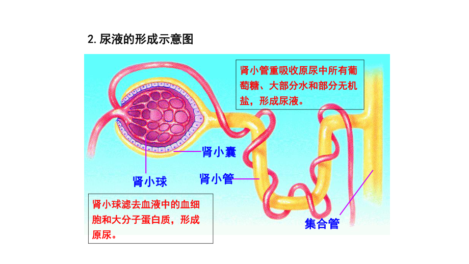 人体废物的排出-课件.pptx_第2页