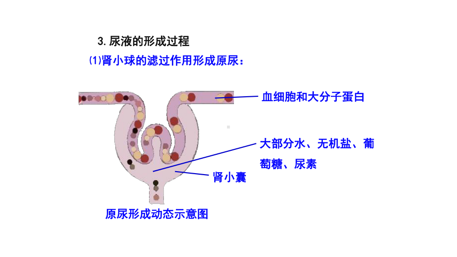 人体废物的排出-课件.pptx_第3页