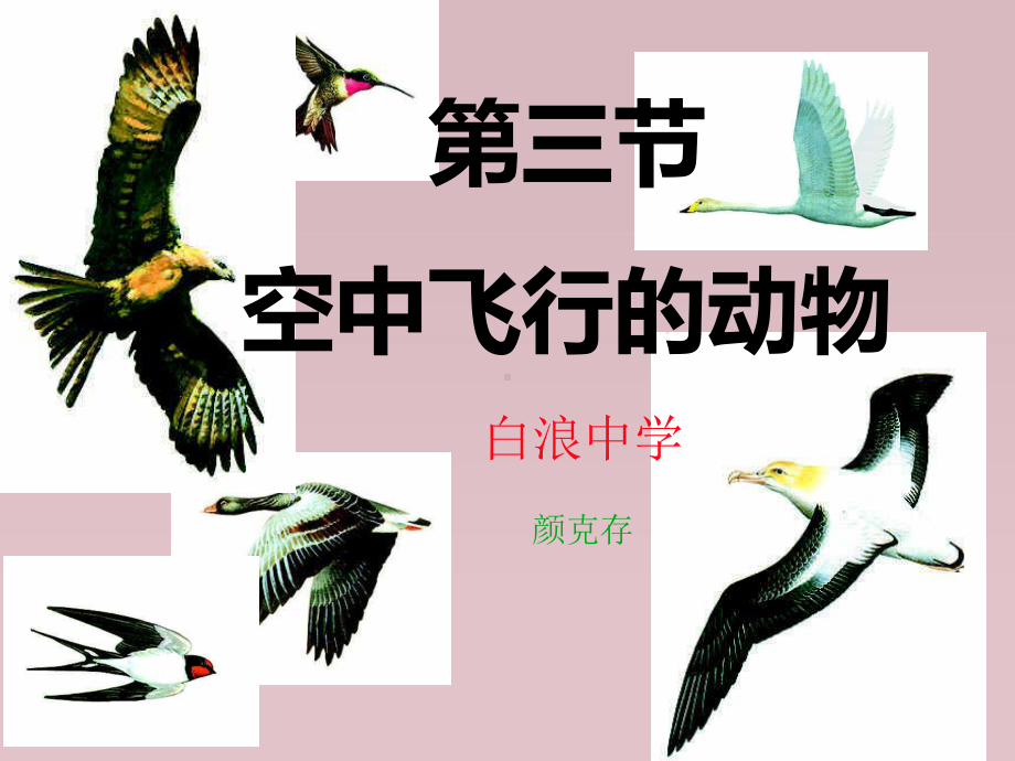 《空中飞行的动物》课件.ppt_第1页