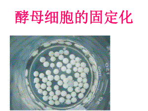 人教版酵母细胞的固定1课件.ppt