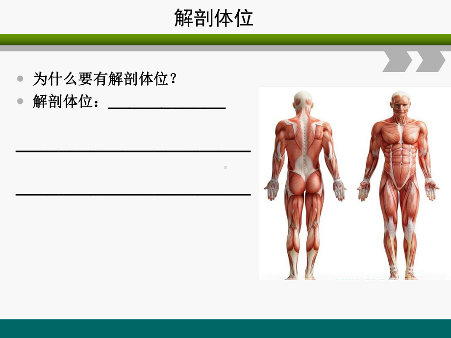 健身教练课程第二章《解剖学》课件.ppt_第2页