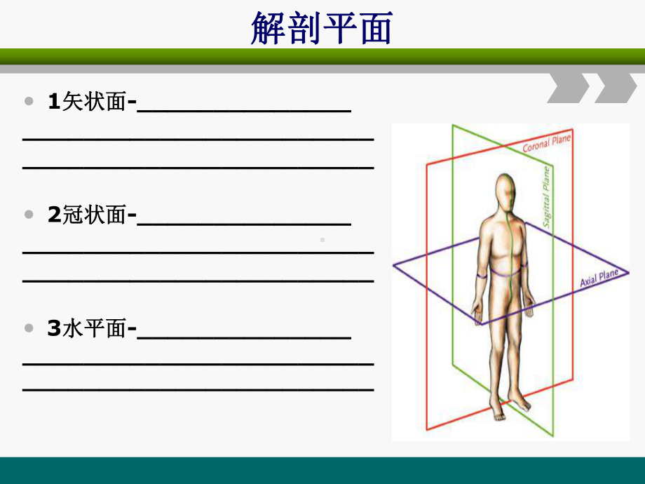 健身教练课程第二章《解剖学》课件.ppt_第3页