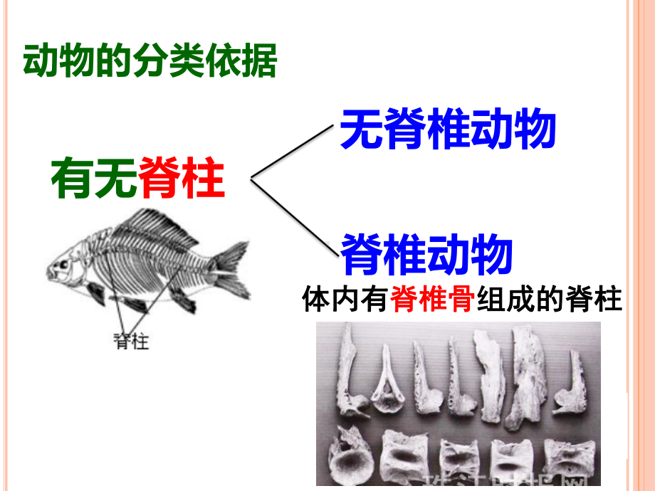 中考生物专题复习《无脊椎动物》课件.ppt_第1页