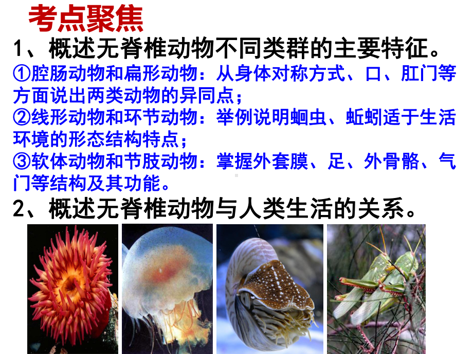 中考生物专题复习《无脊椎动物》课件.ppt_第3页