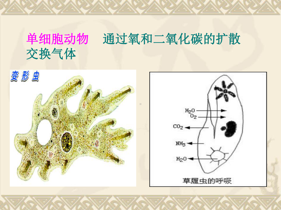 《第三节-其他生物的呼吸》课件5.ppt_第2页