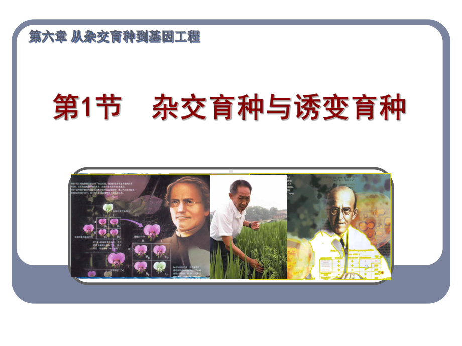 几种育种方法的比较课件.ppt_第1页