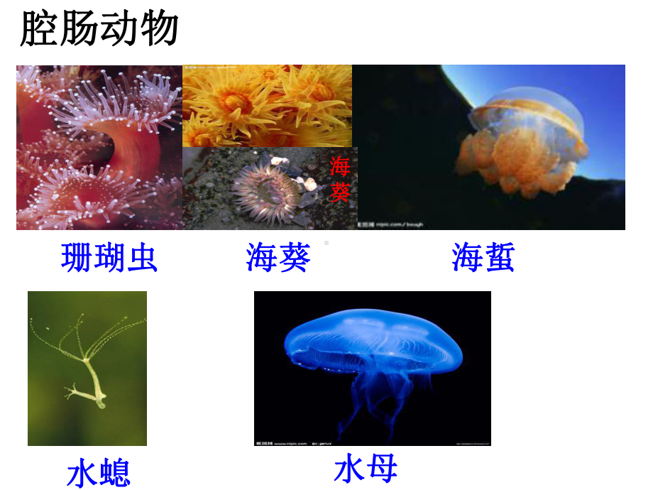 初中生物人教版八年级上册第一章-动物的主要类群课件.ppt_第3页