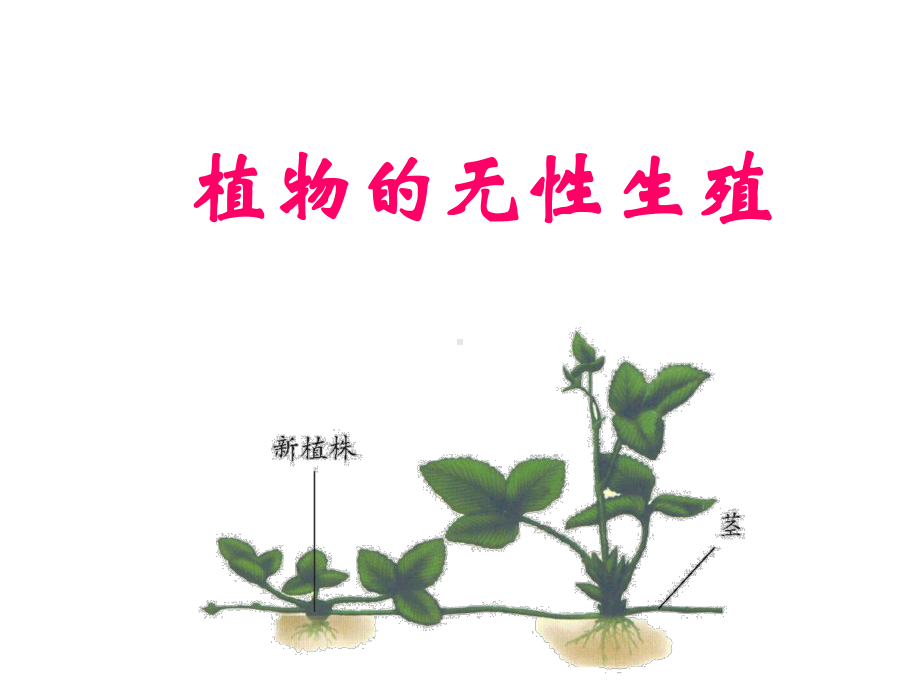 八年级生物上册第四单元第一章第七节植物的无性生殖课件(新版)济南版.ppt_第2页