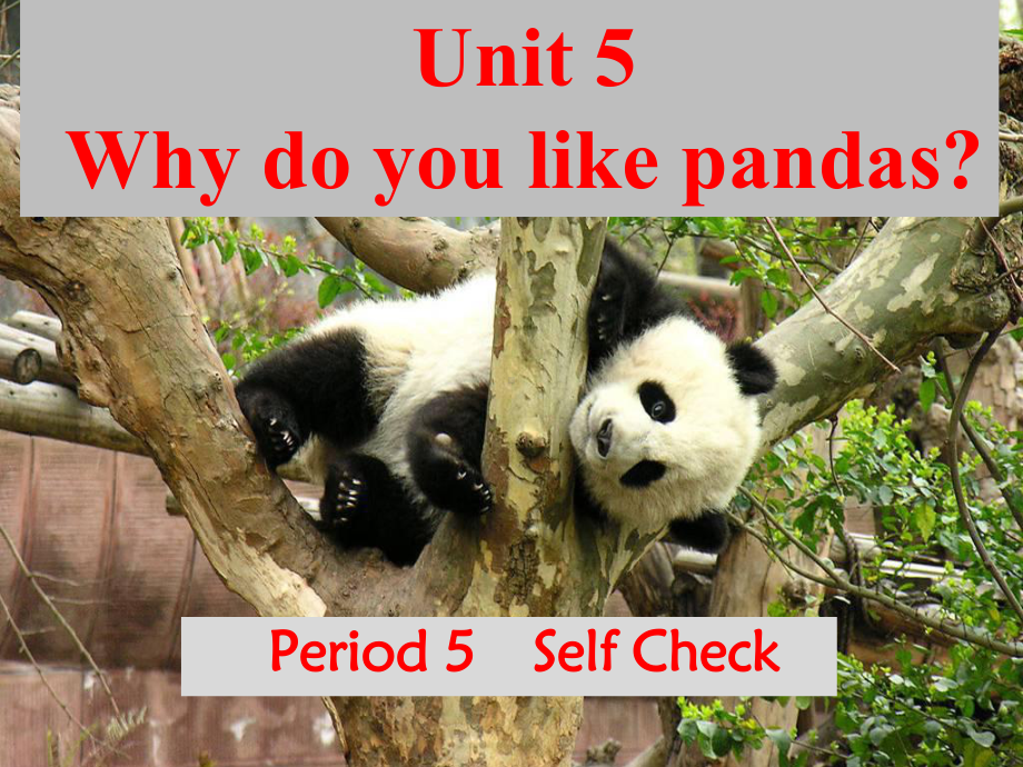 Why-do-you-like-pandas-Period-5-Self-Check-课件-初中英语课件-七年级英语课件.pptx_第1页