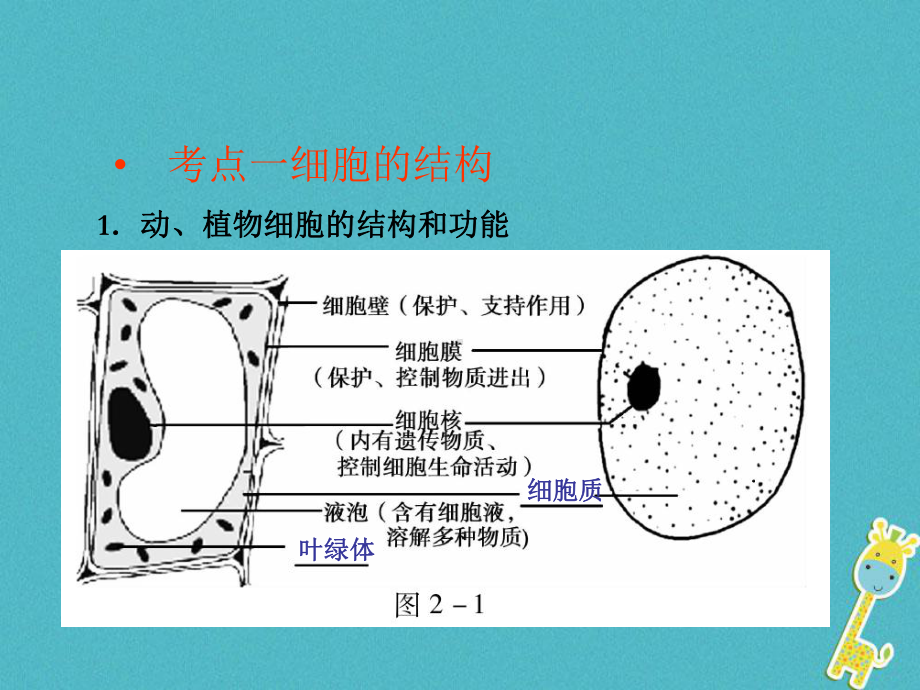 中考生物会考总复习主题二生物体的结构层次课件新人教版青岛版.ppt_第2页