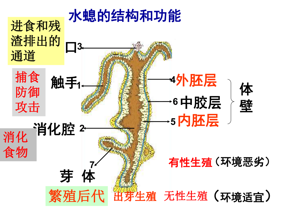 初中生物-八年级上册-总复习课件.ppt_第2页