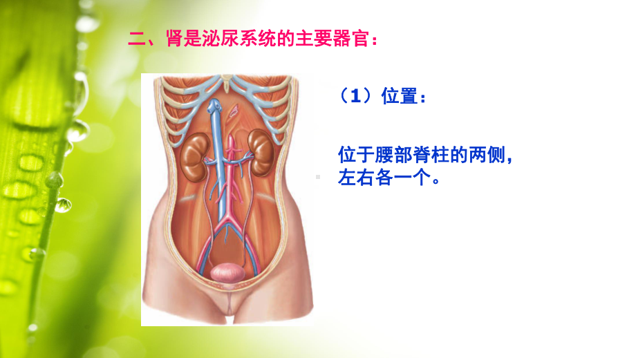 人体泌尿系统的组成-初中生物优秀课件.pptx_第3页