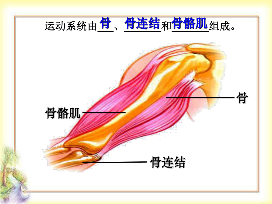 人体的运动课件.ppt_第2页