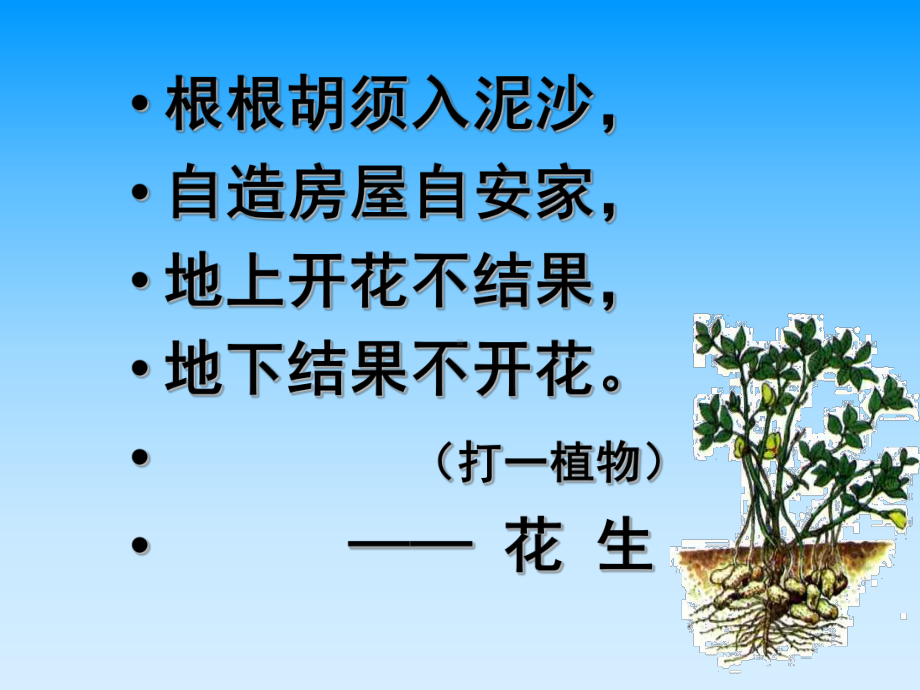 优质课落花生课件.ppt_第1页