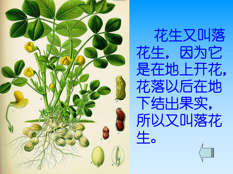 优质课落花生课件.ppt_第3页