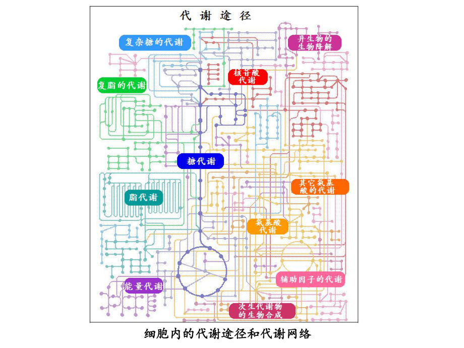 代谢及代谢途径课件.ppt_第2页