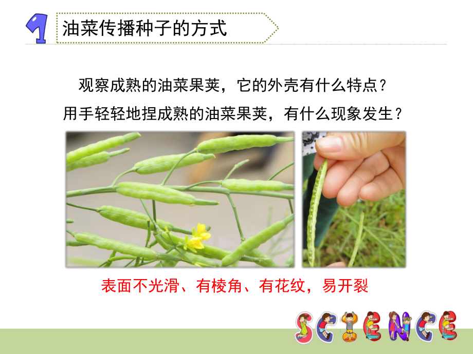 《把种子散播到远处》教学课件.ppt_第3页