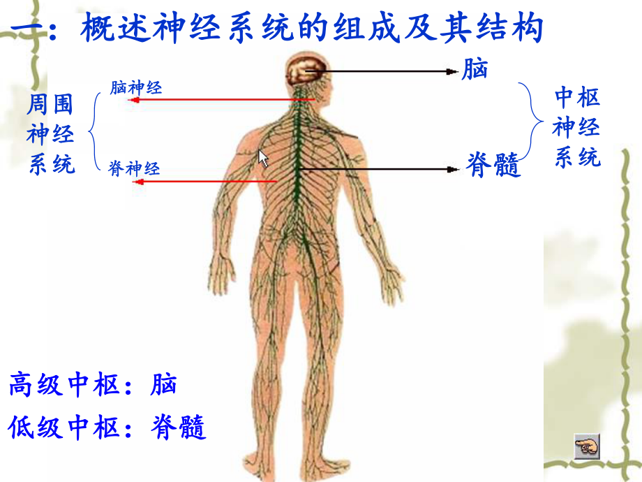 (公开课)通过神经系统的调节(优质课)课件.ppt_第3页