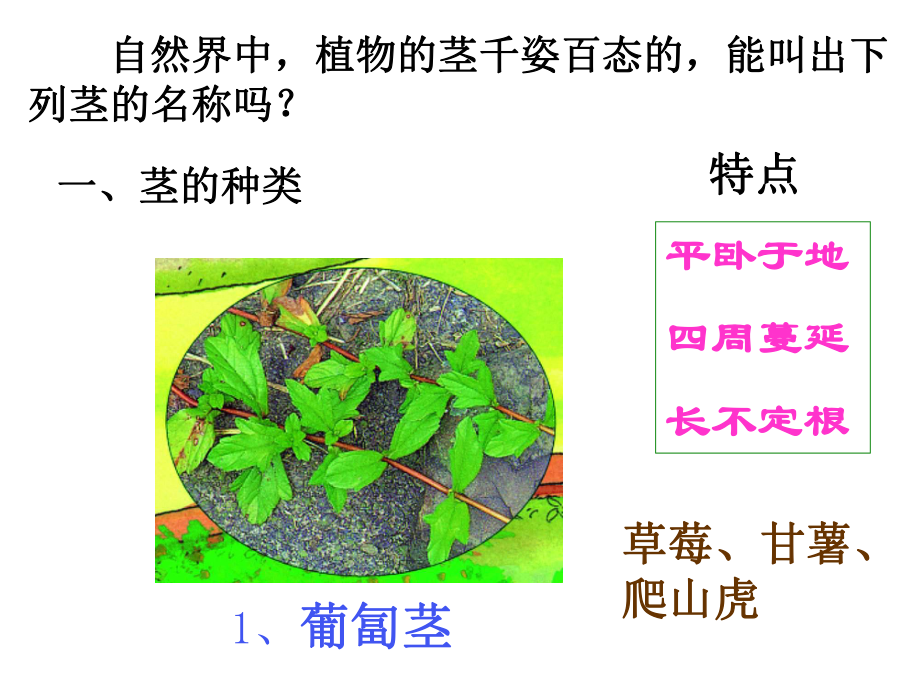 初中生物植物体内物质的运输教学课件.ppt_第3页