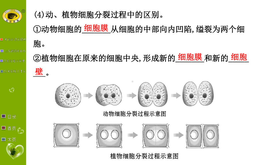 初一生物上册第二单元细胞怎样构成生物体考点教学课件模板.ppt_第3页