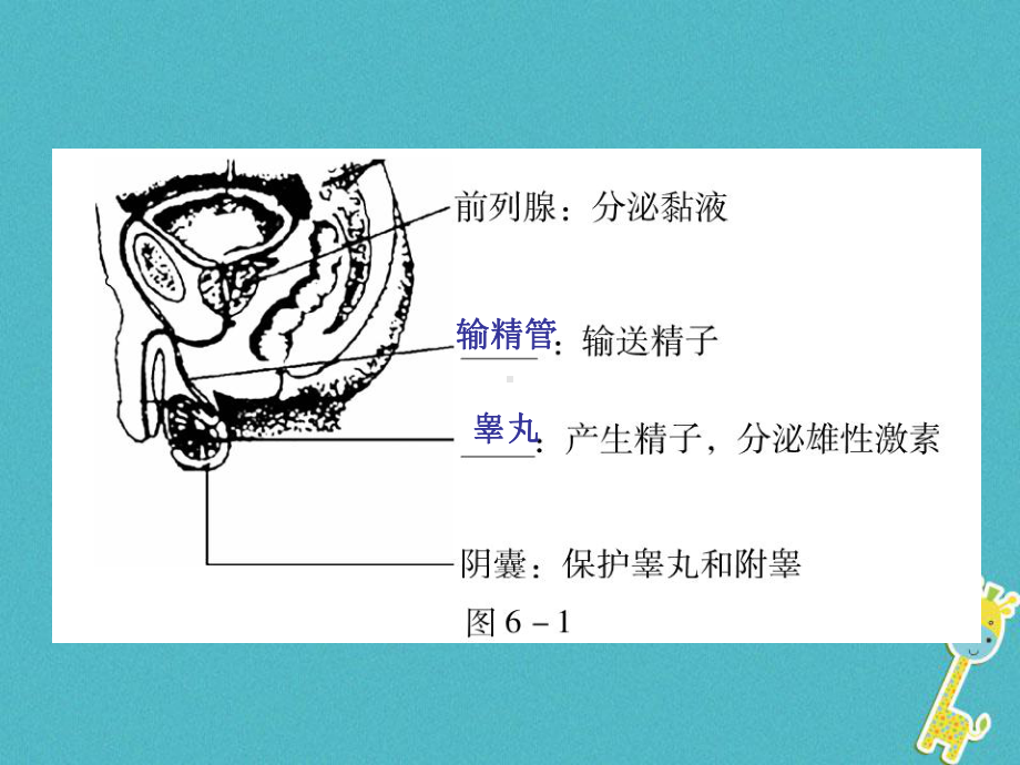 中考生物会考总复习主题六生物的生殖发育和遗传课件新人教版青岛版.ppt_第3页