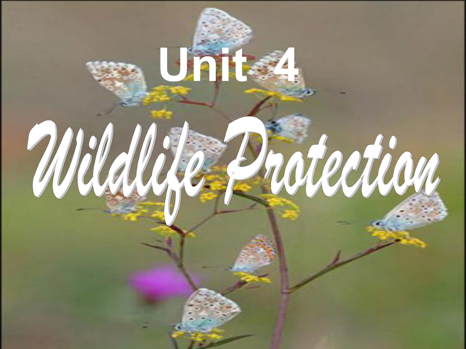 人教版必修2-Unit-4-wildlife-protection-reading课件.ppt_第1页