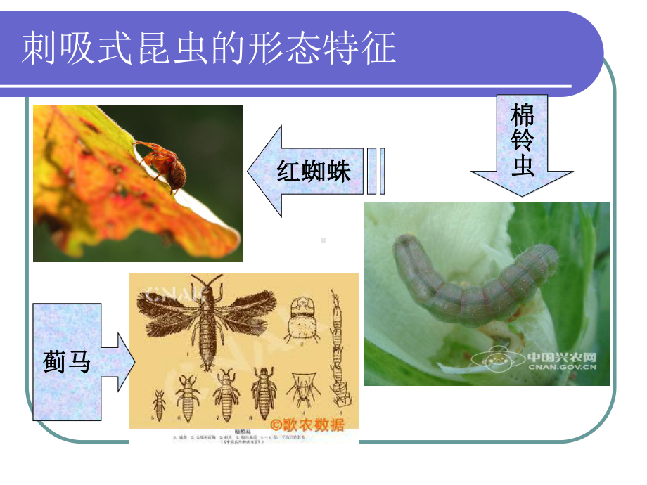 几种常见的刺吸式害虫课件.ppt_第2页