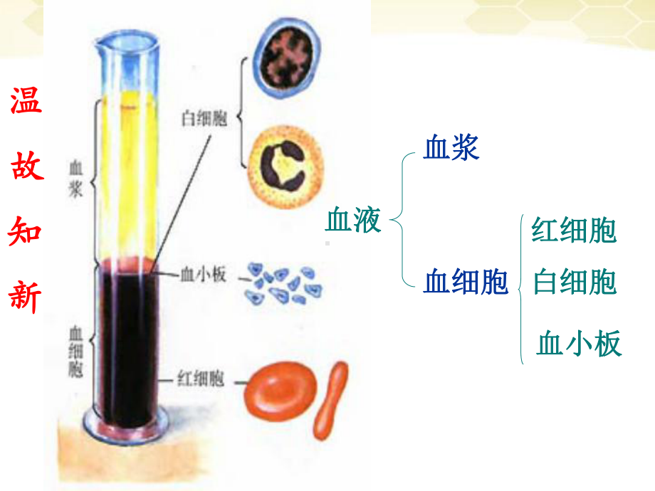 人教版七年级生物下册输血与血型课件.ppt_第2页