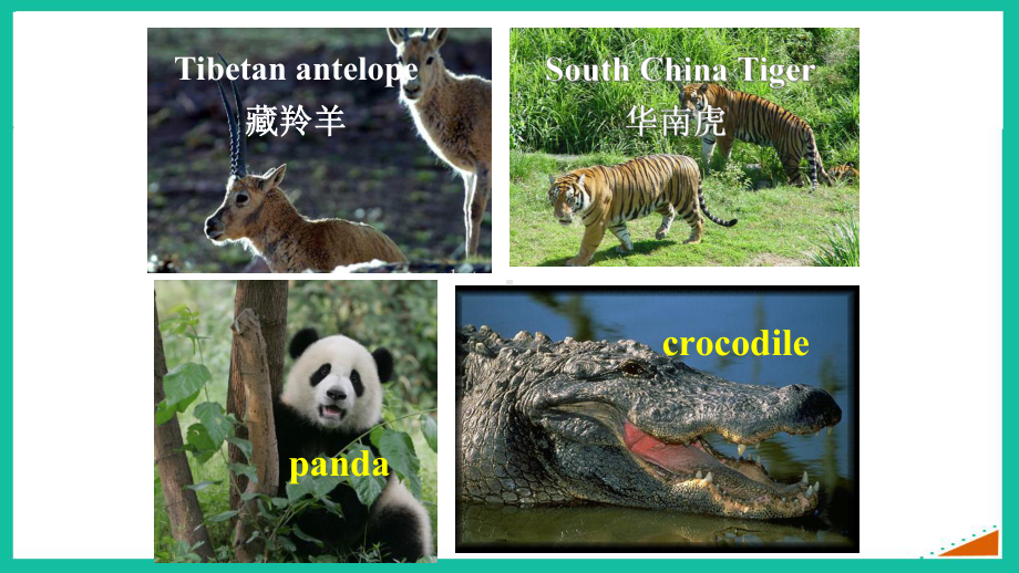 人教版高中英语必修二-Unit-4-Wildlife-Protection-warming-up-and-reading-公开课教学课件.ppt_第3页