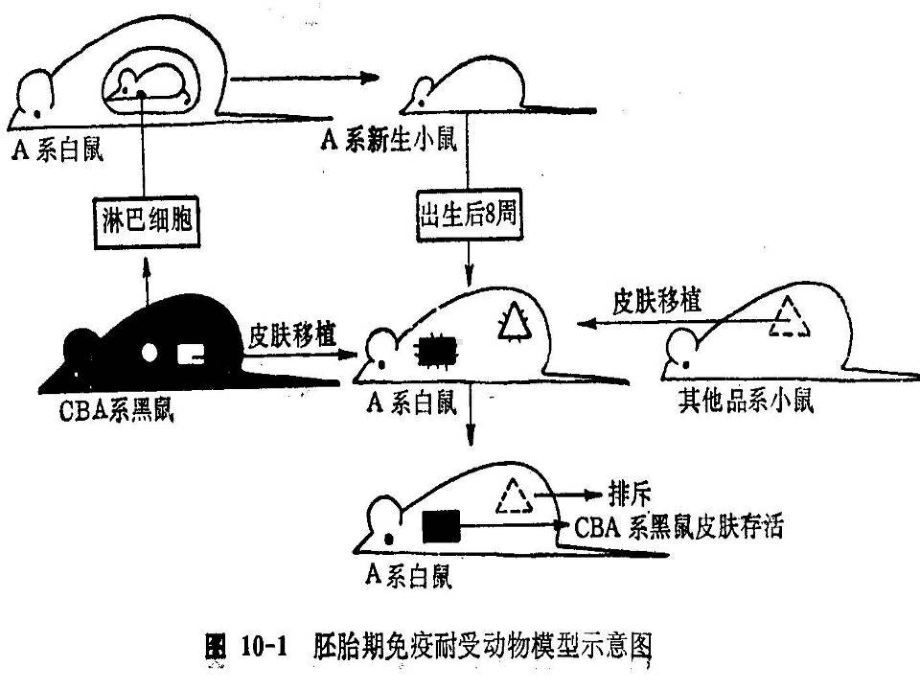 免疫耐受和自身免疫病课件.pptx_第2页