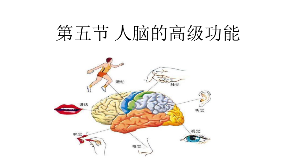 人教版生物选择性必修一25-人脑的高级功能课件.ppt_第1页