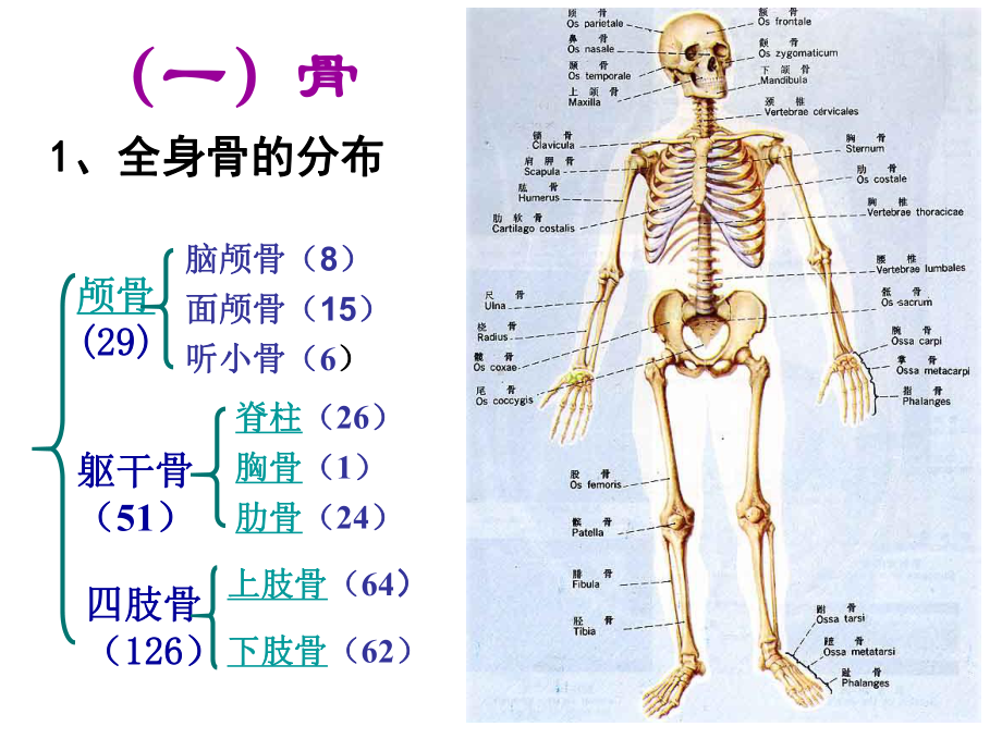 人的运动系统和保健课件.ppt_第3页