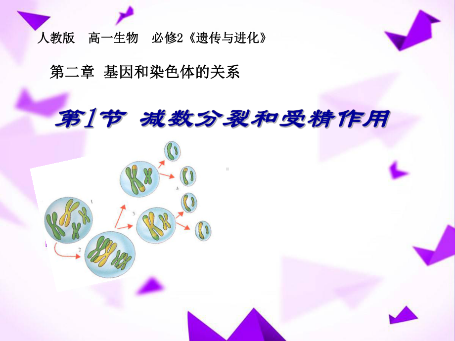 减数分裂课件-.ppt_第2页