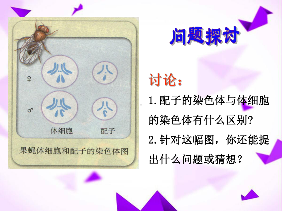 减数分裂课件-.ppt_第3页