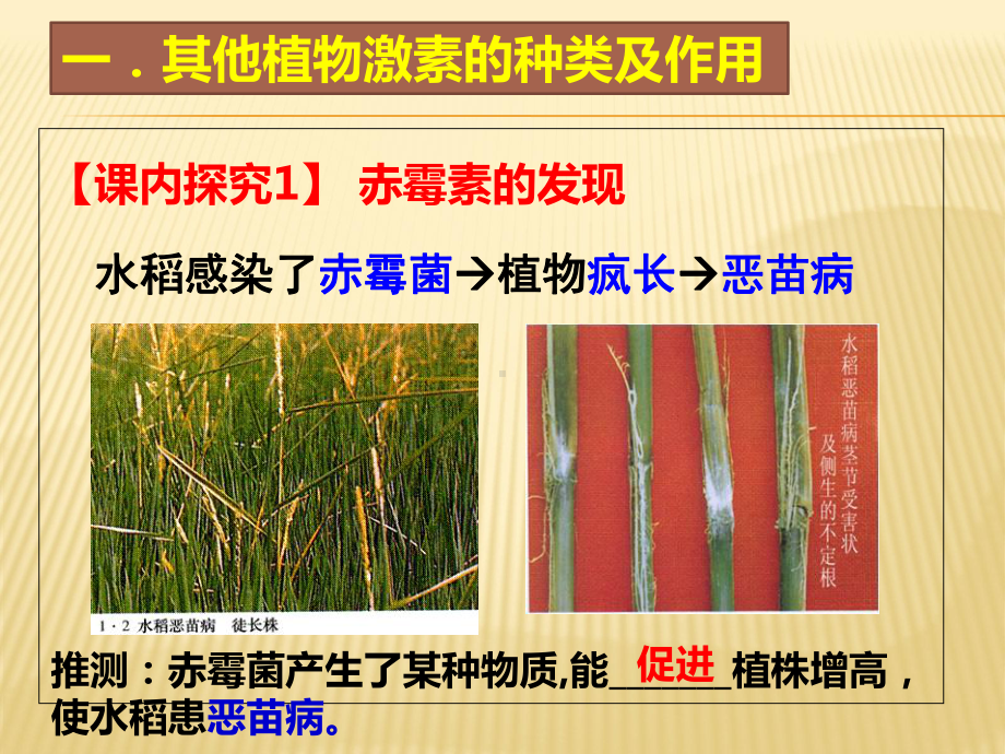 其他植物激素课件讲义.ppt_第2页