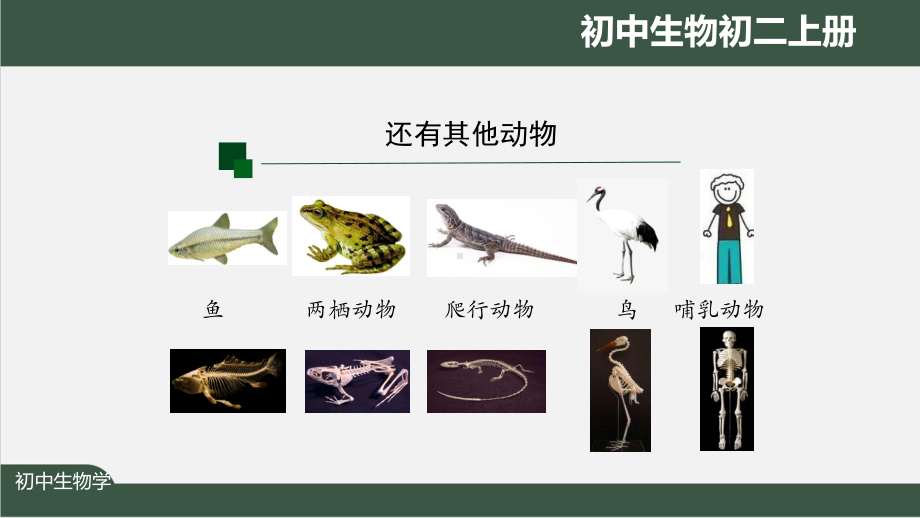 初二生物学(人教版)《鱼(第一课时)》（教案匹配版）最新国家级中小学课程课件.pptx_第3页