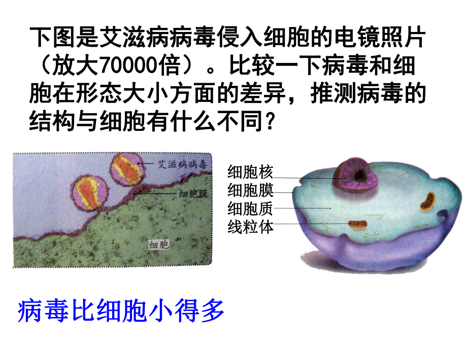 人教版八年级上册《病毒》课件.ppt_第3页