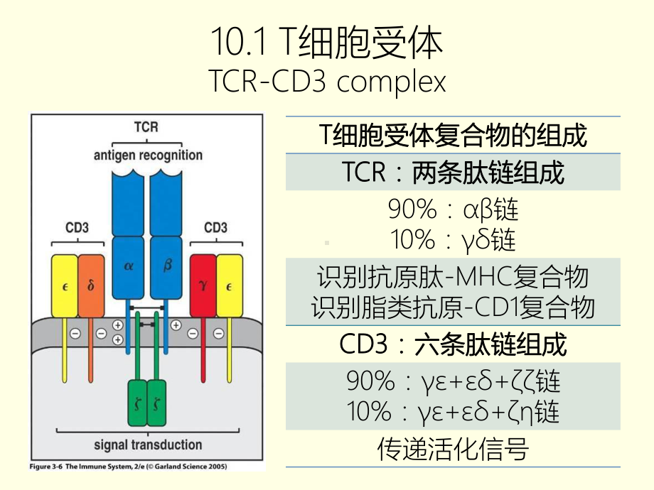 T淋巴细胞与细胞因子上课件.pptx_第3页