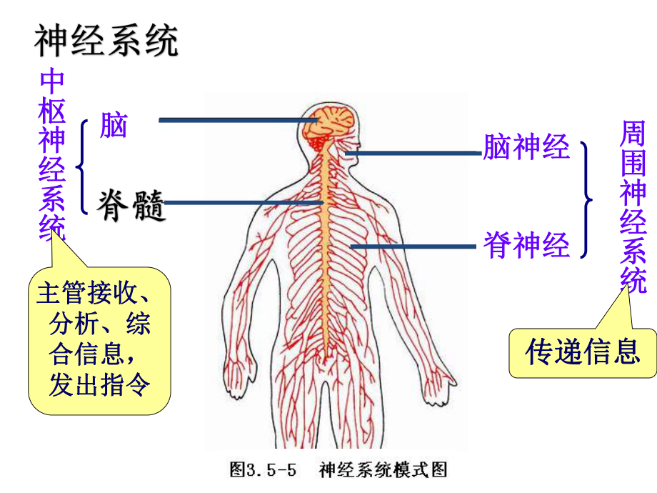 初中生物神经调节的结构基础-课件1.pptx_第2页