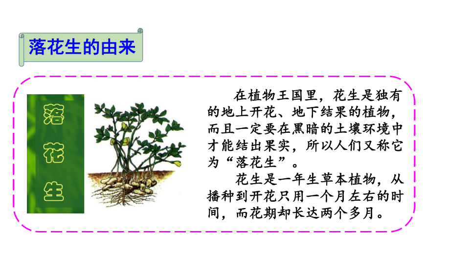 [人教部编本]五年级上册落花生完美公开课课件.pptx_第2页