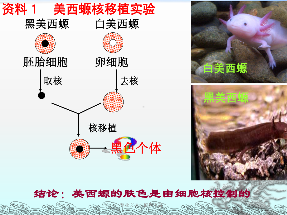 人教版教学课件济南市优质课一等奖细胞核.ppt_第3页