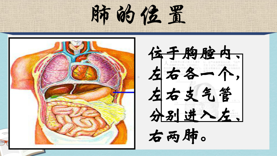 七年级生物下册人教版《第三章-第二节-发生在肺内的气体交换》课件.pptx_第2页