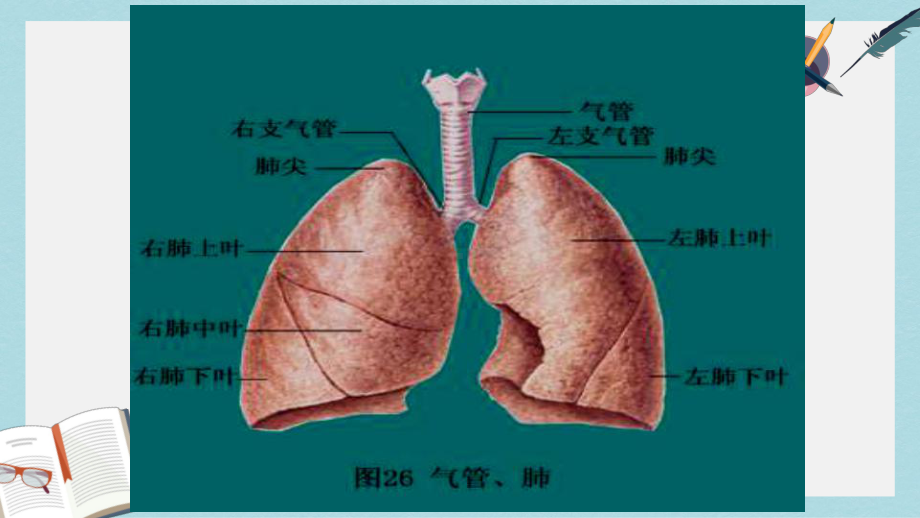 七年级生物下册人教版《第三章-第二节-发生在肺内的气体交换》课件.pptx_第3页