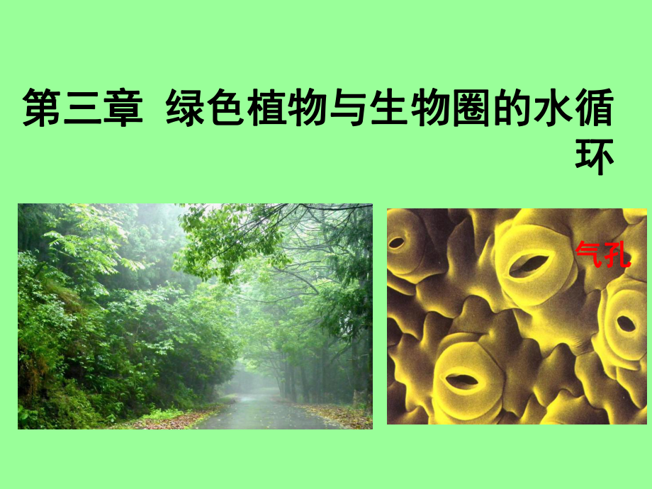 优质课-人教版七年级生物上册课件第三单元-3-绿色植物与生物圈的水循环.ppt_第1页