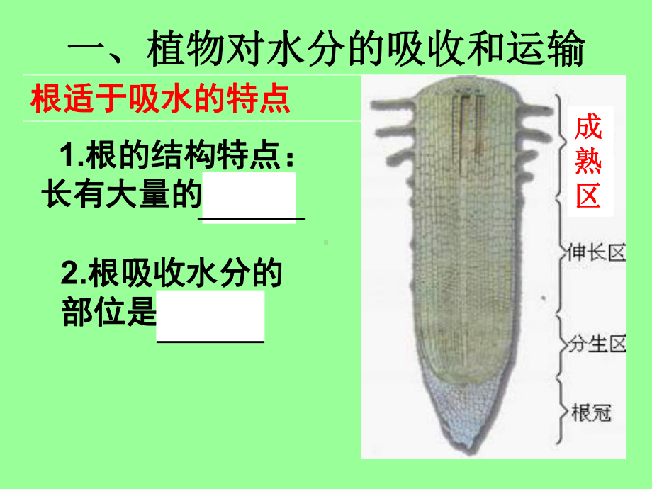 优质课-人教版七年级生物上册课件第三单元-3-绿色植物与生物圈的水循环.ppt_第3页