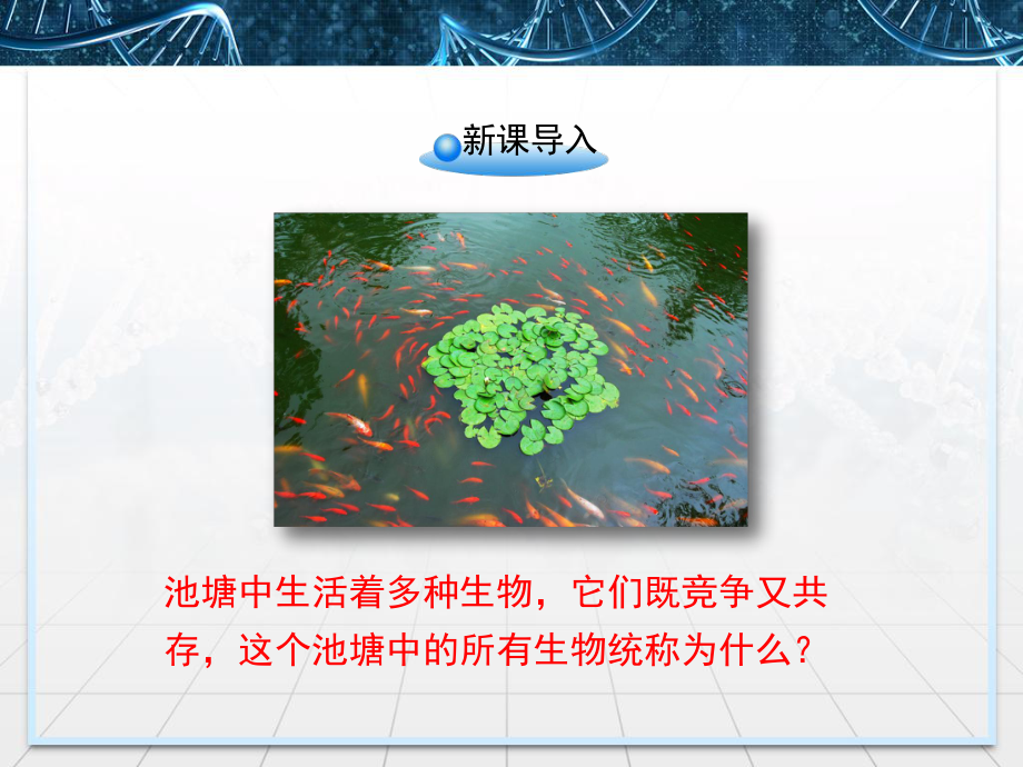 优质课-人教版高中生物必修三43《群落的结构》课件.ppt_第2页