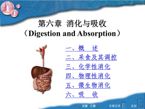 动物生理学课件：7第六章-消化与吸收.ppt